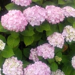 藍住町の散歩の途中で見た雨の日の紫陽花は本当に綺麗でした。　・紫陽花は昔も今も雨に咲き(和良)