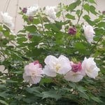 藍住町の自宅の近くに芙蓉の大きな木があり残り咲いていました。　・天辺に行くほど芙蓉咲き残り(和良)