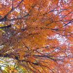 紅葉があまりにも綺麗なので車を止めて見入ってしまいました。　　　　・登り来て紅葉の下に停車する(和良)