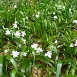道後公園の著莪の花には気品が感じられました。　　　　　　　　　　　　・ひっそりと咲きて気品や著莪の花（和良）