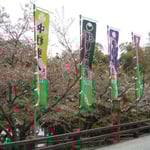 金比羅歌舞伎を見てきました。金丸座への道には芝居の幟が並んでいました。 　　・花吹雪芝居の幟並ぶ坂(和良)