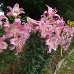 江川では川を守るボランティアの人たちが百合を咲かせていました。・川を守り川辺に百合を咲かせもし(和良)