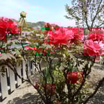 神宮寺の裏庭では奥の奥にまで牡丹が咲いていました。　　・牡丹咲く寺苑の奥の奥にまで（和良）