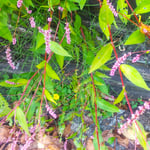 上勝町の月が谷温泉の吊橋を渡ると赤のままも咲いていました。　　・群れ咲けど何故か淋しき赤のまま(和良)