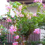 我が家の百日紅は台風が過ぎ去っていよいよ清々しく見えました。　　　　・風雨止み清々しかり百日紅(和良)