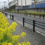 東大阪市の司馬遼太郎記念館へは八戸ノ里駅から菜の花明りの道でした。  ・菜の花を辿りてゆけば記念館（和良）