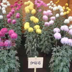 伊勢菊は花びらが長く垂れ下がるほど良い花とされています。　　　　　　・伊勢菊のもそもそと咲きをりにけり(和良)