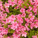 とくしま動物園の通路には五月躑躅の植え込みがあり綺麗でした。　・犇ける五月躑躅の明るさよ(和良)