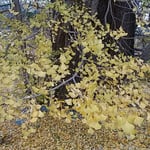 敷き詰められた銀杏落葉は明るさにあふれていました。　　　　　　　　　・敷き詰めし銀杏落葉の明るさよ（和良）