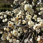 白梅の甘い香りに溺れるかのように虻が群がっていました。　・梅の香におぼれて虻も私も（和良）