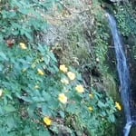 やき餅で有名な徳島市眉山町大滝山の和田乃屋で黄花亜麻を見ました。・数へ日を黄花亜麻咲く滝茶屋で（和良）