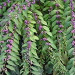 東京都あきる野市で見た紫式部です。古を感じる紫色でした。  ・紫に濃淡のあり式部の実 （和良）