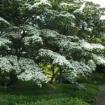 皇居東御苑の大きな山帽子です。たくさんの人々が見入っていました。  ・山帽子一本あれば景となる（和良）