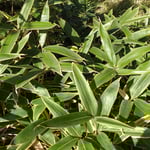 野鳥園には笹が生えている所が多く笹鳴きをじっと待ちました。　　　・寒禽の止みてはっきり笹鳴ける(和良)