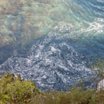 月ヶ谷温泉の渓流を見下ろすと落花が一塊になっていました。　　・見下ろせる谷底深し河鹿鳴く（和良）