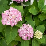 紫陽花は雨を待ちかねているように見えました。　　　　　　　　　　　　　・紫陽花の雨待つ色でありにけり(和良)