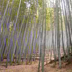 小松島市立江町のよく手入れされた竹林で今年も筍を掘りました。　・乾きたる音して竹の落葉舞ふ(和良)