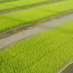 藍住町を散歩していますと最近では珍しい苗代を見ました。　・農協の苗を買ふ世に苗代田（和良）