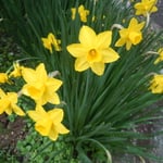 熊谷寺には黄水仙も咲いていました。　　　　　　　　　　　　　　　　　　　　　　　　　　　　　　　　　　　　　　　　　　　　・雨雫乗せて鮮やか黄水仙(和良)