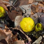 皇居東御苑の福寿草です。朝の光を浴びて美しい黄金色をしていました。  ・朝の日に金のまぶしき福寿草(和良）