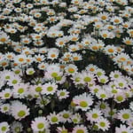 皇居前の小公園で見たマーガレットです。今を盛りと咲き競っていました。 ・目に残るマーガレットの白さかな （和良）