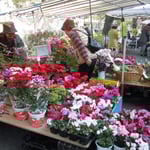 高知城の下では名物の日曜市が人気を集めていました。　　　　　　　　　　　　　　　　　　　　　　　　　　　　　　　・日当りはポインセチアに土佐の市(和良)