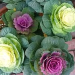 徳島市のレストランの前庭に鉢植の葉牡丹が並んでいました。　　・鉢植の葉牡丹並ぶレストラン（和良）