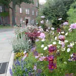 ヴァヴェル城のあるクラクフは残暑が厳しかったです。　　　　　　　　　・コスモスよクラクフはなほ秋暑し（和良）