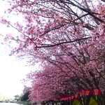 助任川の南岸では満開の蜂須賀桜の下で催しを楽しんでいました。　 　　・一と月も早く満開なる桜(和良)