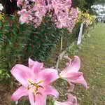 江川を守るボランティアの人たちが百合を咲かせて7年と聞きました。　・川岸に百合を咲かせて七年と(和良)