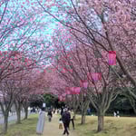 助任川南岸の蜂須賀桜は満開となり家族連れで楽しんでいました。　・こんなにも人来てくるる桜にと(和良)