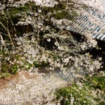 熊谷寺の中門から本堂へは桜吹雪の参道となっていました。　　・参道に桜吹雪の途切れなく（和良）