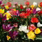 チューリップには明るい太陽の光が似合うようです。　　・太陽の明るさが好きチューリップ（和良）