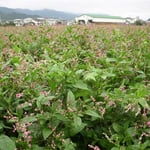 石井町で藍の花を見ました。実を取るために花を咲かせているのです。  ・畝見えぬほど乱れ咲き藍の花 （和良）