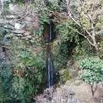 滝のやき餅屋の２階の句会場から黄花亜麻と白糸の滝が見えました。　　　・黄花亜麻見上げ二月の滝仰ぐ（和良）