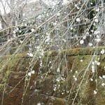 神山町神領の道の駅の枝垂れ梅は釣り鐘の形をしていました。　　。釣り鐘のような形に枝垂れ梅(和良)