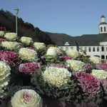 鳴門市のドイツ館で見た葉牡丹です。よく日が当たっていました。 ・日溜りの葉牡丹少し膨らめる （和良）