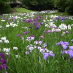 明治神宮の菖蒲園です。谷沿いの棚田にたくさんの花菖蒲が咲いていました。  ・谷に沿い菖蒲の棚田曲がりをり（和良）