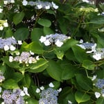 梅雨の晴れ間に藍住町のご近所で見た額の花は瑞々しかったです。　・瑞々し雨後の日差の額の花(和良)