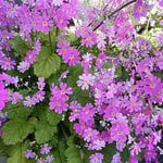 吉野川市の鴨島町研修センターで見た桜草です。綺麗でした。　　　　　　・プリムラと呼ばず桜草と呼ぶ（和良）