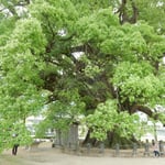 東みよし町にある樹齢千年の加茂の大楠は本当に大きかったです。　　・見渡せば視野の果てまで楠若葉(和良)