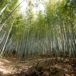 小松島市立江町にある竹林で筍掘りを楽しみました。　　・筍の竹林斜面ばかりかな（和良）