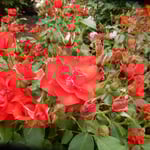 藍住町の薔薇園のチャールストンという名の薔薇は雨に映えていました。　・雨模様なる日の薔薇の瑞々し（和良）