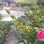 渭水苑の枯山水の庭の日溜りに山茶花が一輪花をつけていました。　・山茶花の咲き継ぐ庭の日溜りに(和良)