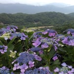 秋の気配がする大川原高原では額の花が見渡す限り咲いていました。　・高原は見渡す限り額の花(和良)