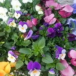 ホテルのパンジーはよく手入れされ生き生きとしていました。　　　　　　・手入よきパンジーの色生き生きと（和良）