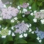 藍住町で散歩の時に見つけた額の花です。綺麗でした。　　・一隅の小蔭に咲いて額の花（和良）