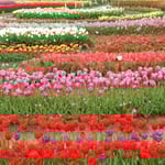 大鳴門橋開通30周年を記念して今年は渦巻型にしたそうです。　　　　　　　　　　　　・輪を描き整列縦隊チューリップ(和良)