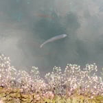 清水の湧く泉の畔には雪の下が群れ咲いていました。　　　　　　　　　　・雪の下群れ咲く忍野八海に(和良)