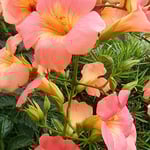 こぼれ落ちている凌霄花は一段と瑞々しかったです。　　・散りてなほのうぜんの花瑞々し（和良）